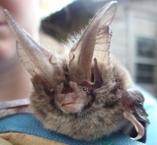 Image of Rafinesque's big-eared bat