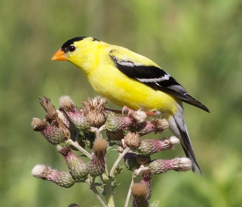 Image of American Goldfinch