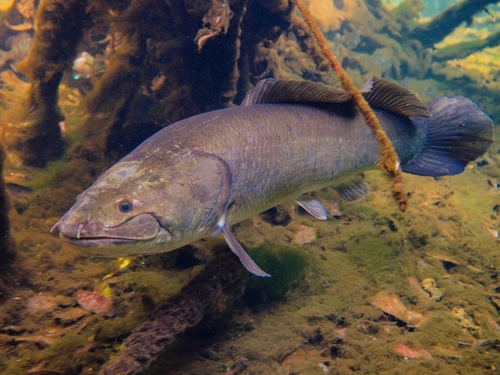 Image of Bowfin