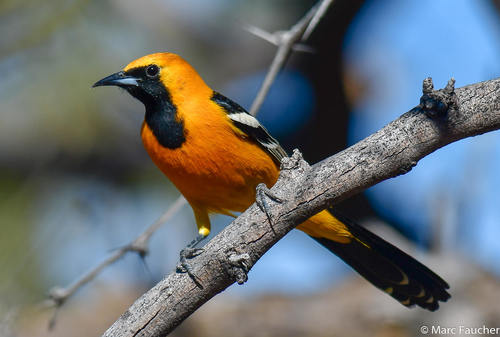 Image of Hooded Oriole