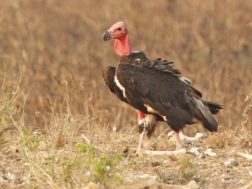 Image of Red-headed Vulture