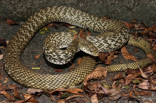 Image of King Rat Snake