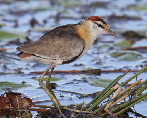 Image of African Jacana