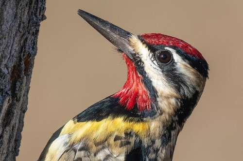 Image of Yellow-bellied Sapsucker