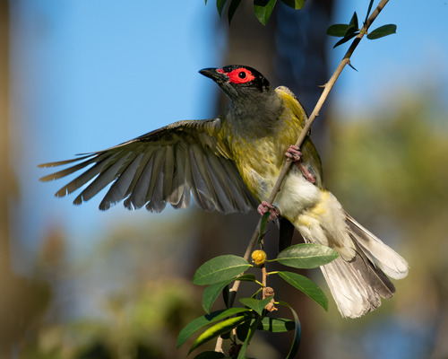 Image of Australasian Figbird