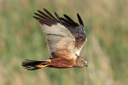 Image of Western Marsh Harrier