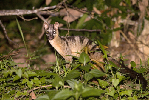 Image of Banded Palm Civet