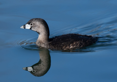 Image of Pied-billed Grebe