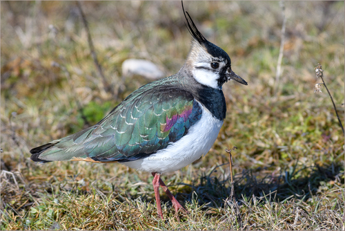 Image of Northern Lapwing