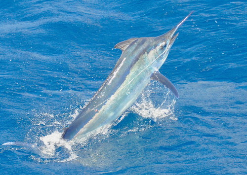 Image of Black Marlin