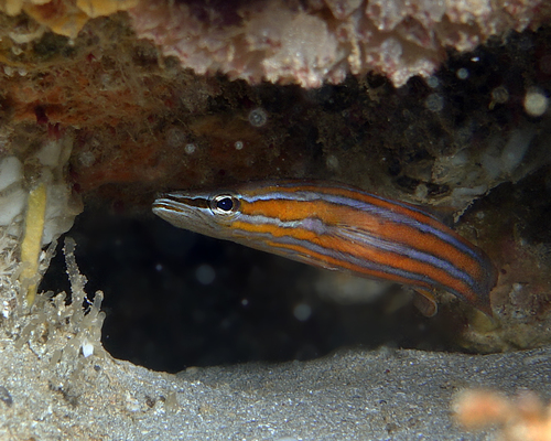 Image of Flathead Perch