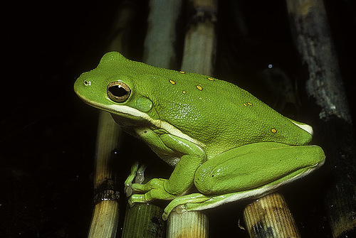 Image of American Green Tree Frog