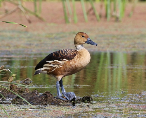 Image of Fulvous Whistling Duck