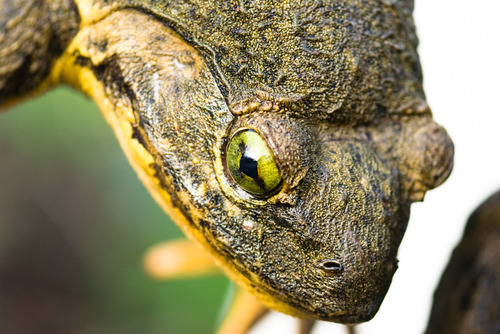 Image of Goliath Frog