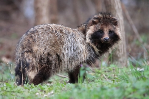 Image of Raccoon Dog