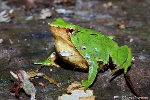 Image of Darwin's Frog