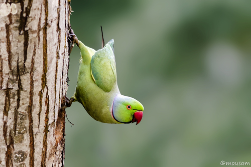 Image of Rose-ringed Parakeet