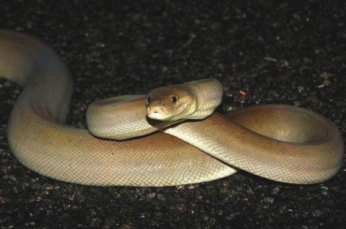 Image of Olive Python