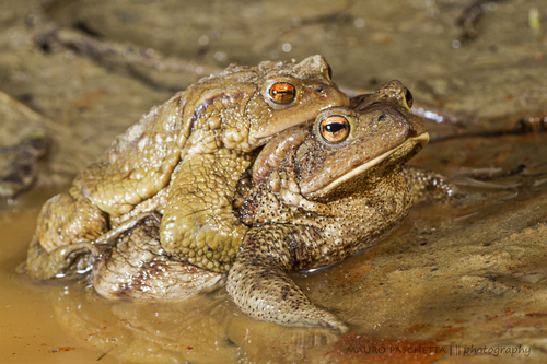 Image of Common Toad