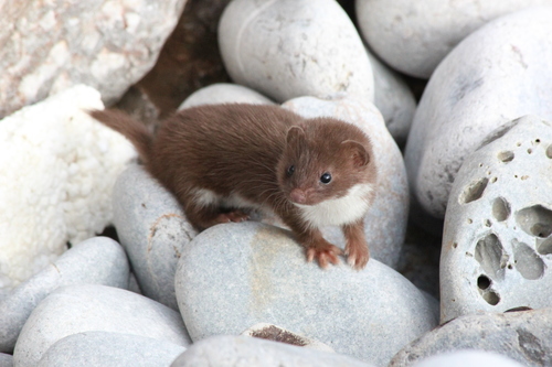 Image of Least Weasel