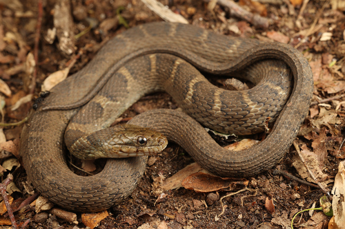 Image of Northern water snake