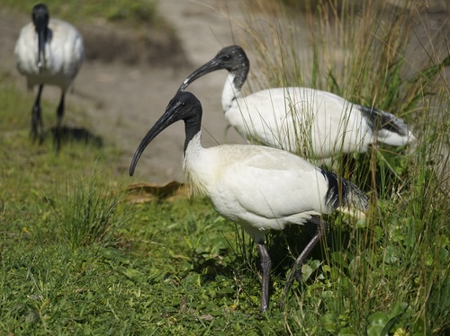 Image of Australian White Ibis