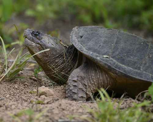 Image of Common Snapping Turtle