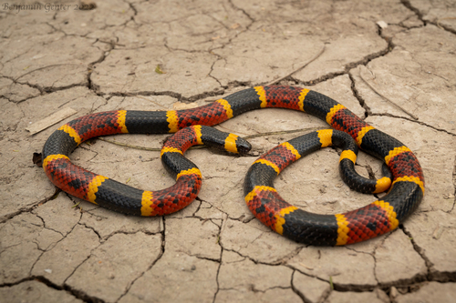 Image of Texas Coral Snake