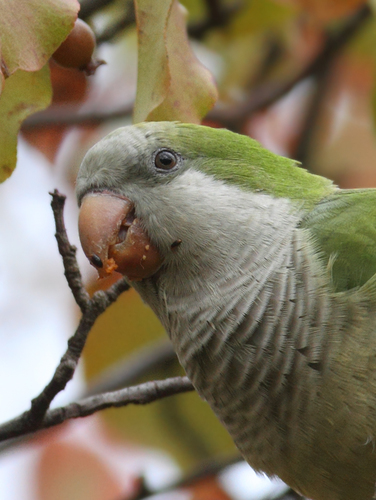 Image of Monk Parakeet