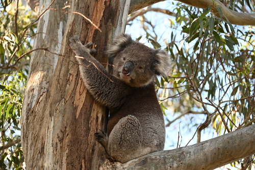 Image of Koala