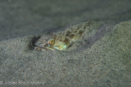 Image of California Lizardfish