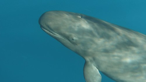 Image of False Killer Whale