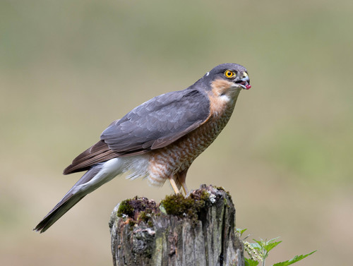 Image of Eurasian Sparrowhawk