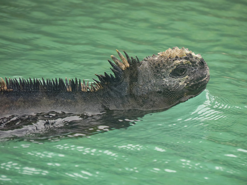 Image of Marine Iguana