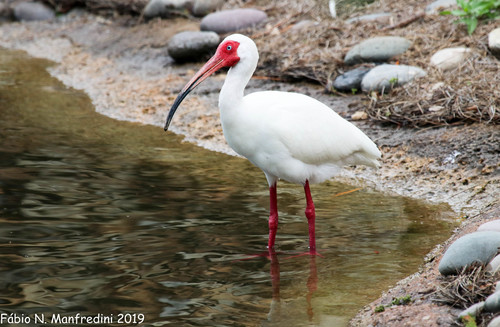 Image of American White Ibis