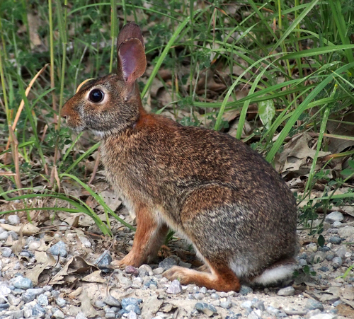 Image of Eastern Cottontail