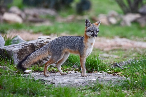 Image of Gray Fox