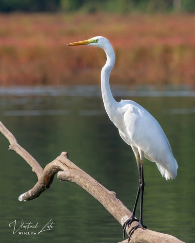 Image of Great Egret