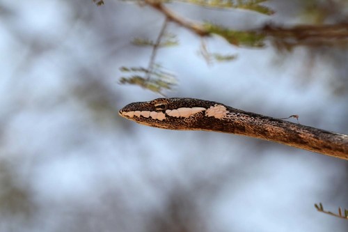 Image of Usambara Vine Snake