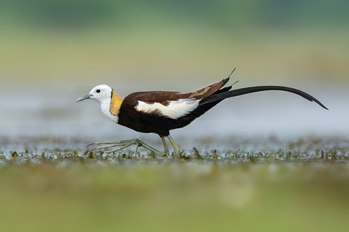 Image of Pheasant-tailed Jacana