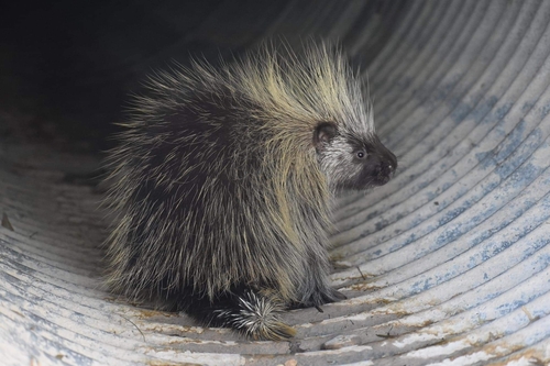 Image of North American Porcupine