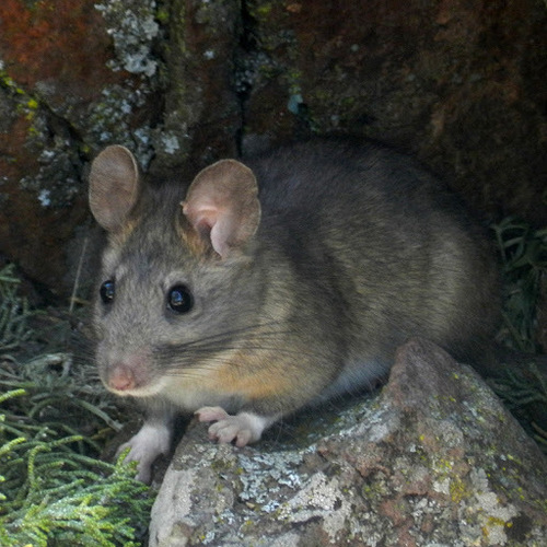 Image of Bushy-tailed Woodrat