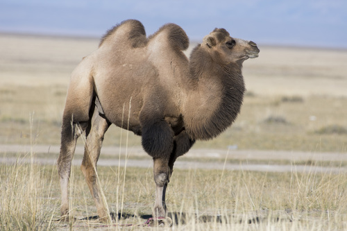 Image of Bactrian Camel