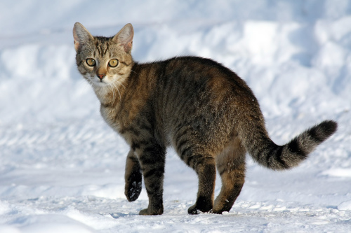 Image of Domestic cat