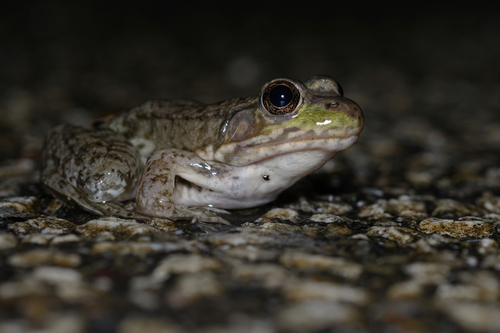 Image of Green Frog