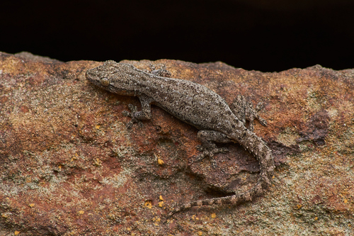 Image of Common House Gecko