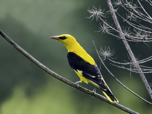 Image of Eurasian Golden Oriole