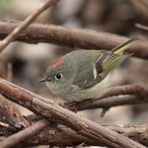 Image of Ruby-crowned Kinglet