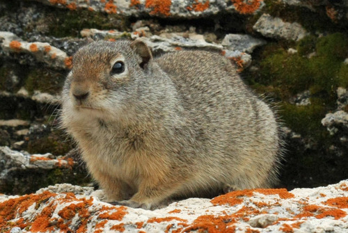 Image of Uinta Ground Squirrel