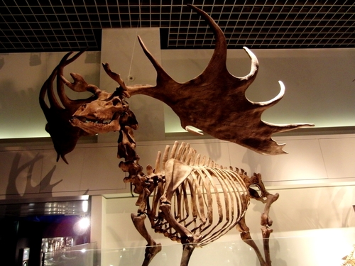 Image of Irish Elk